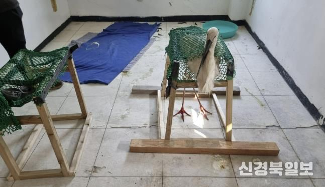 재활 중인 황새 모습