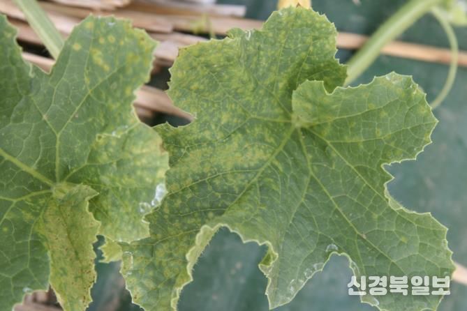 멜론 괴저 반점 바이러스 모습