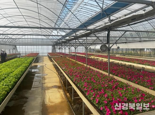 함안군, 아름다운 경관조성 위한 여름꽃 분양