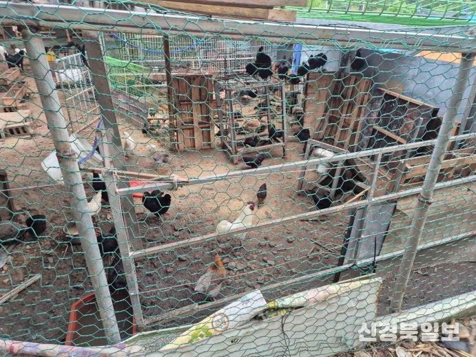 포항시는 9월 19일부터 25일까지 무허가·미등록 축사에 대한 일제점검을 실시한다.