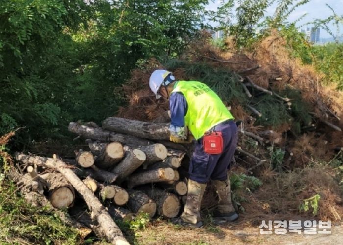 포항시 예찰방제단, 추석 앞두고 시민 안전 위협하는 소나무 고사목 제거