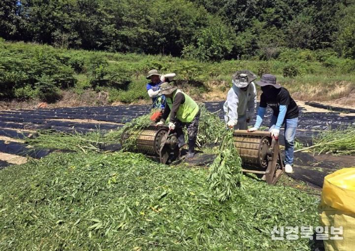 안동시, 2026년 외국인 계절근로자 고용 희망 농가 접수
