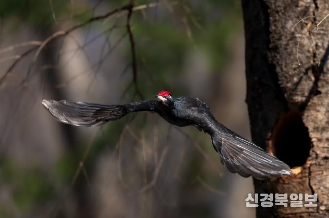 생물부문 대상작