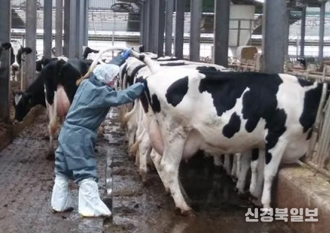 젖소결핵검진