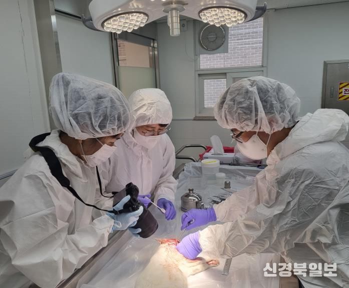 부검