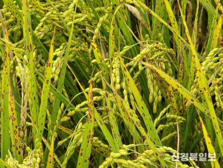 벼 깨씨무늬병 피해 확산에 따른 긴급 피해조사