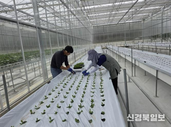 봉화군, 스마트농업 테스트베드 교육장 리시안셔스 양액시험재배