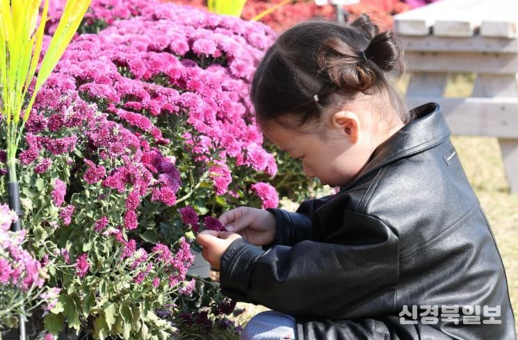 국화 아이 : 제10회 강진만 춤추는 갈대축제가 강진만 생태공원에서 열린 가운데 한 아이가 국화꽃 정원에서 국화를 물끄러미 쳐다보고 있다.