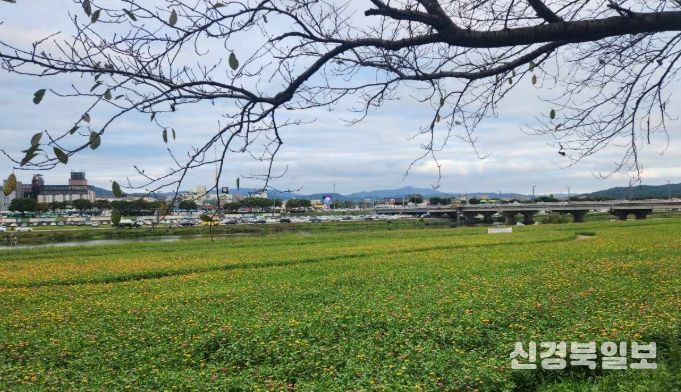 경주시 형산강변