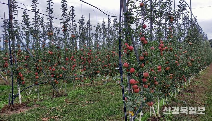 경북도, ‘과실전문생산단지 기반조성’