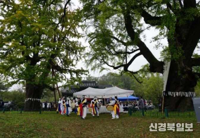 당산나무 할아버지 활동 모습 ‘세종 임난수 은행나무’ 당산제