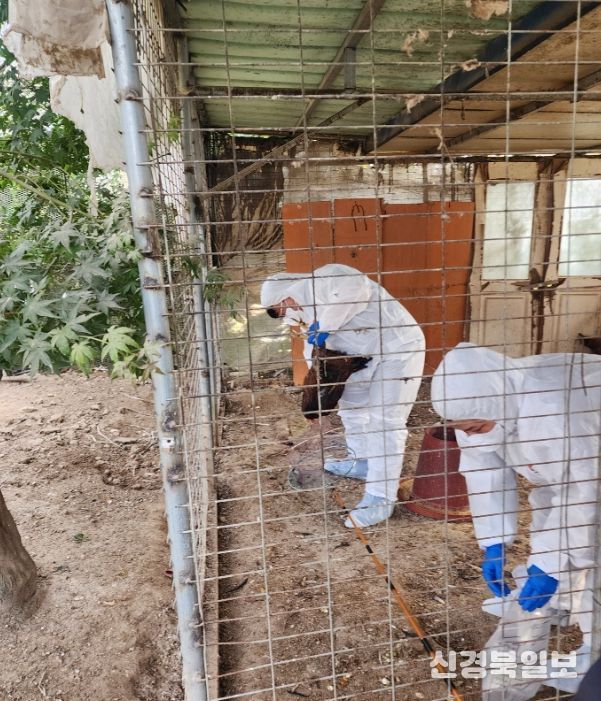 닭 시료를 채취하는 모습