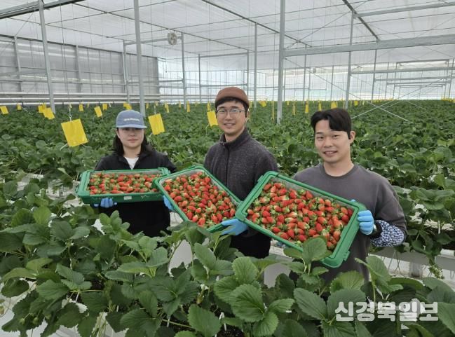 경북도 내 첫 수출 스타트, 상주 딸기 베리굿!