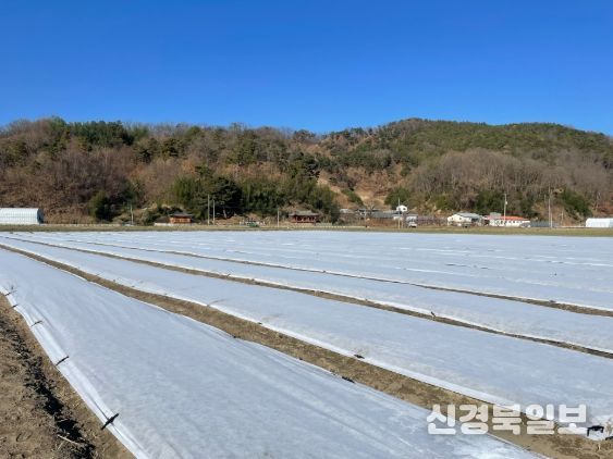 김천시, 모종 생육 부진 속 한파 예보...양파 재배 현장 긴장