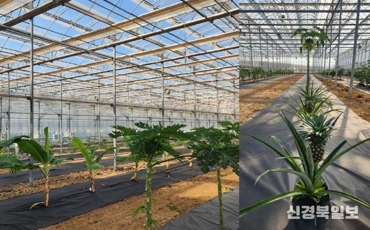 아열대작물(왼쪽 바나나, 파파야 / 오른쪽 파인애플)