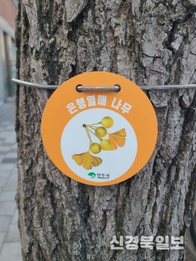 은행나무 관리를 위한 ‘열매 표찰’ 설치 모습