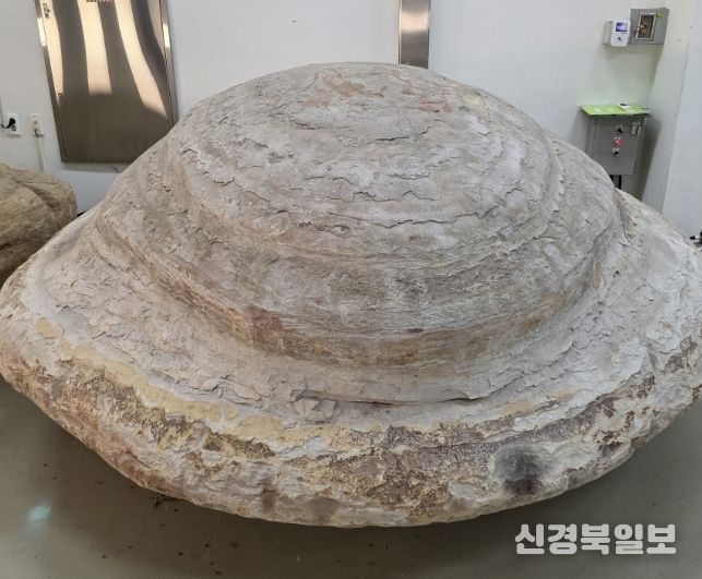 포항 신생대 두호층 고래화석