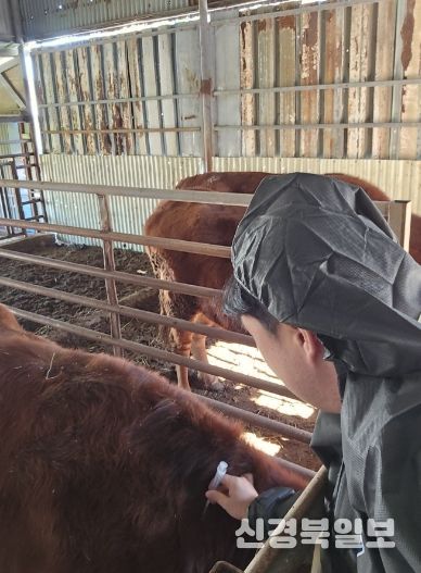 지난해 11월 방역을 위한 백신 접종을 실시하고 있다.