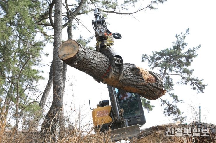 소나무재선충병 방제 작업 현장