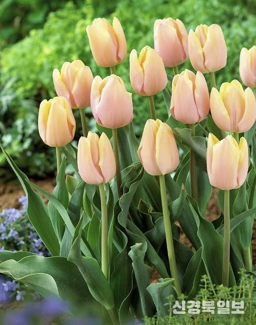 상주시, 2026 트렌드 튤립 선재 도입
