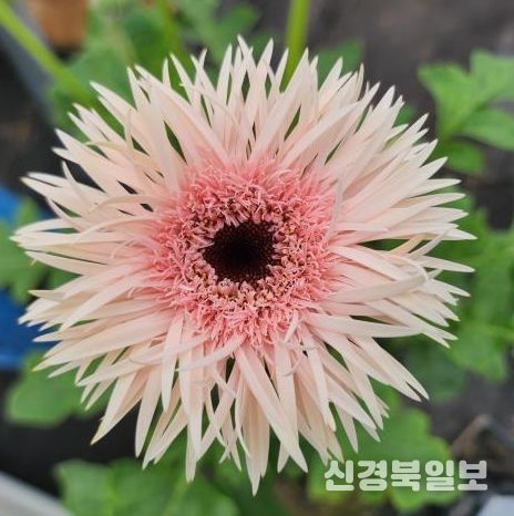 기후변화 적응형 화훼류 신품종 개발