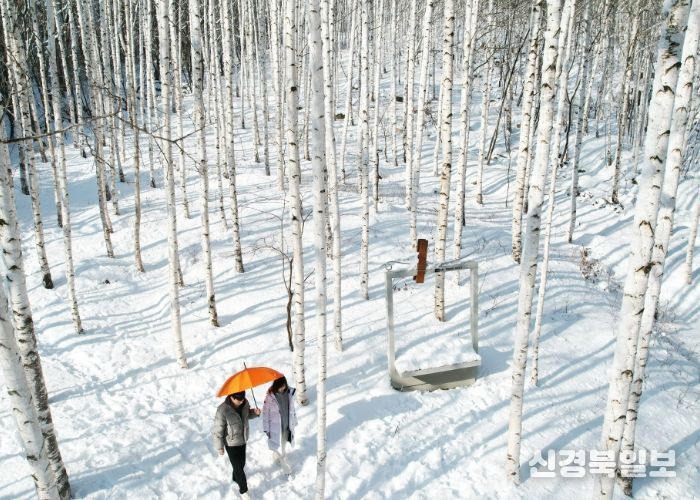 하얀 눈 속 자작나무숲, 영양의 기적이 되다