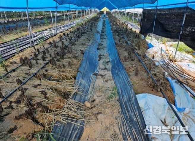 7~8월 폭염 인삼피해 농가(안성시)