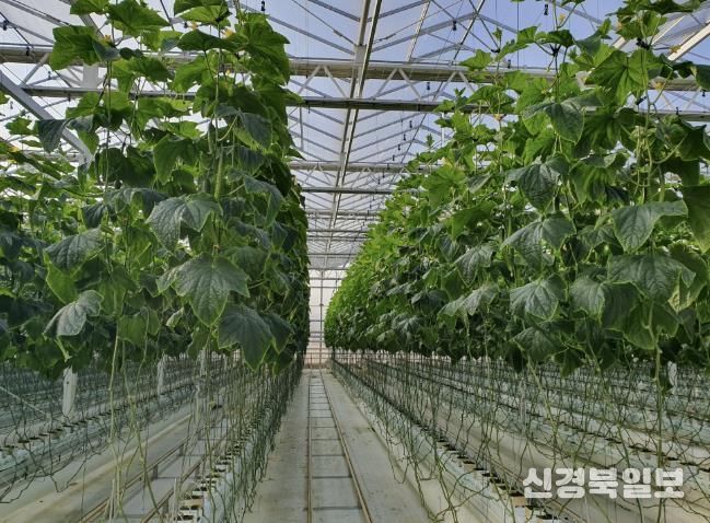 상주시 수경재배 분석 이용 농가수 58% 늘어