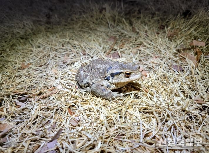 망월지에 출현한 성체 두꺼비