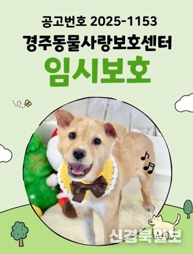 공고번호 2025-1153번 유기견 ‘여울이’가 임시보호 홍보 당시 환하게 웃는 모습.