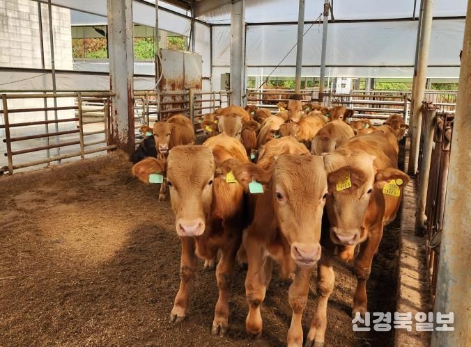 경기 한우 명품화