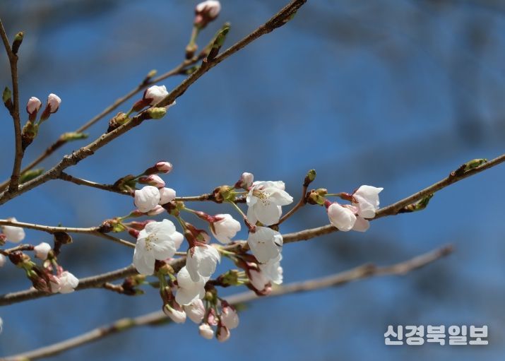 물향기수목원 왕벚나무 전경