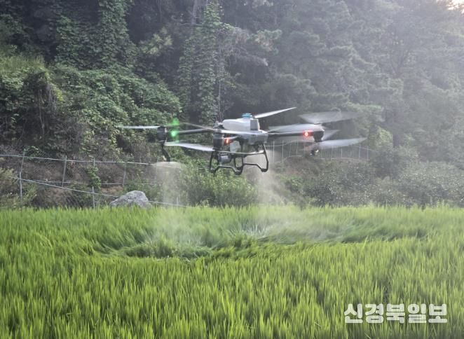 김천시, 드론 활용 농작물 「스마트 방제」로 농촌 일손 돕는다-기술지원과(사진2_벼방제).