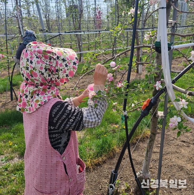 안동시, 사과 저온 피해 극복 위해 ‘인공수분’ 당부