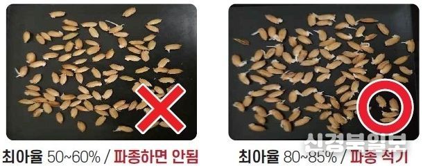 벼 최아율 비교 사진
